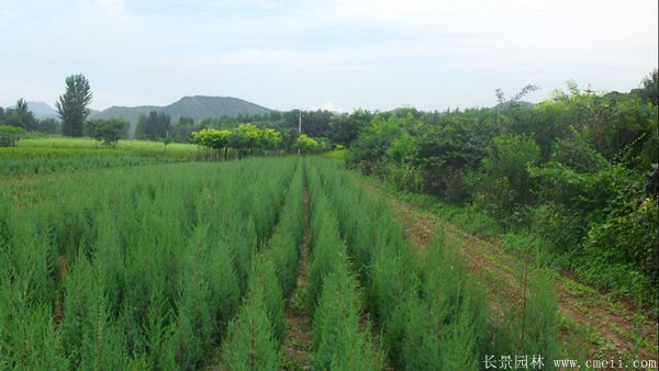 刺柏圖片刺柏基地實拍