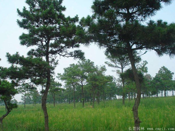 馬尾松圖片基地實拍