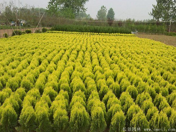 灑金柏種子發(fā)芽出苗圖片