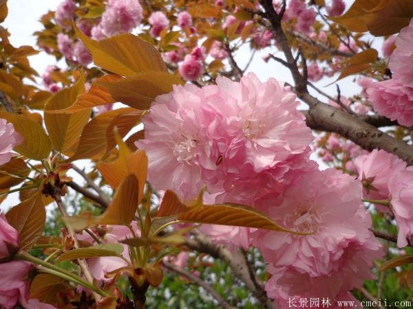 櫻花樹圖片基地實(shí)拍