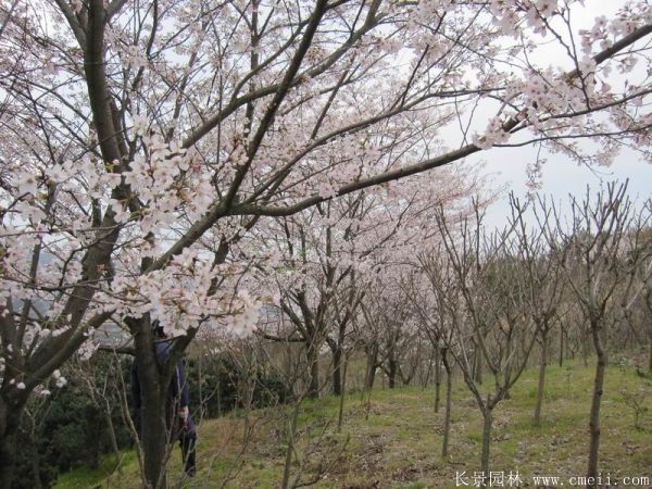 櫻花樹圖片基地實拍