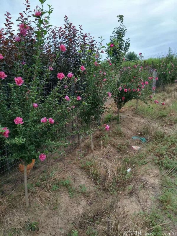 重瓣大花木槿樹(shù)圖片基地實(shí)拍