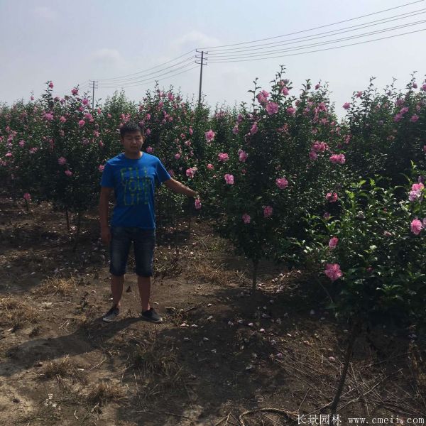 重瓣大花木槿樹圖片基地實拍