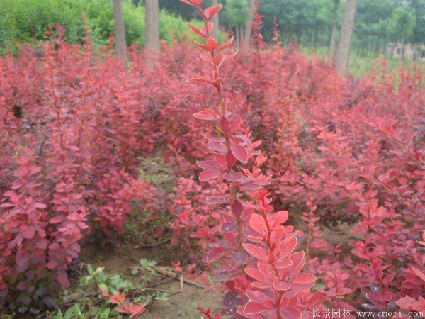 紅葉小檗圖片基地實拍