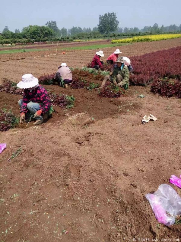 紅葉小檗圖片基地實(shí)拍