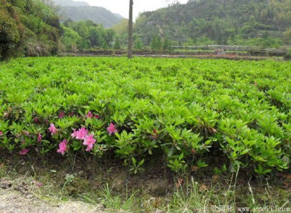 毛鵑圖片基地實(shí)拍