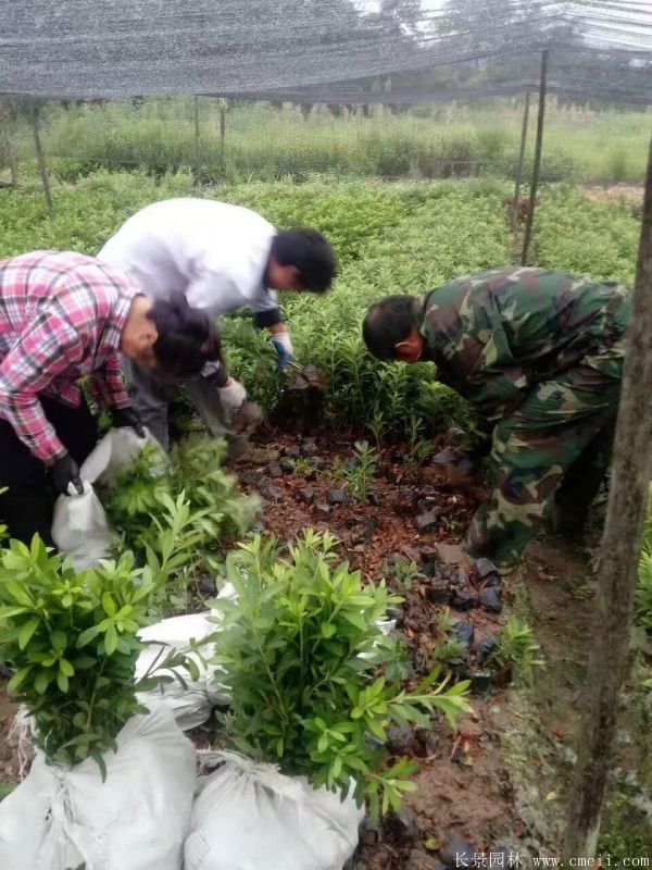 毛鵑圖片基地實(shí)拍