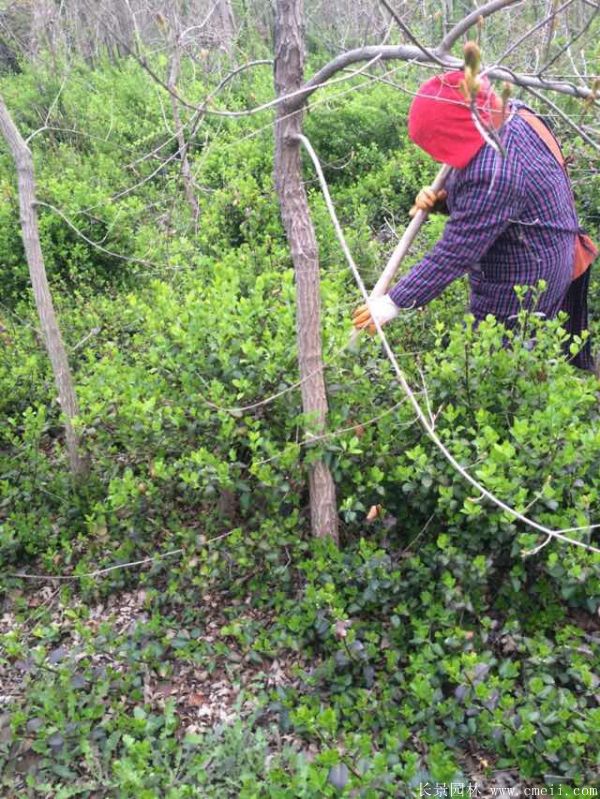 衛(wèi)矛圖片基地實(shí)拍