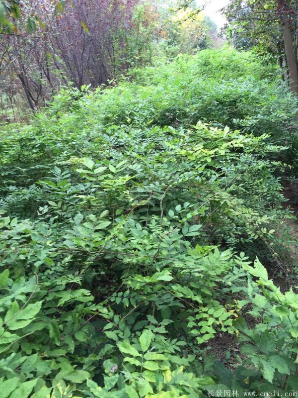 紫藤小苗圖片基地實拍