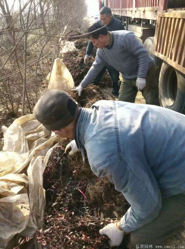 扶芳藤圖片基地實(shí)拍