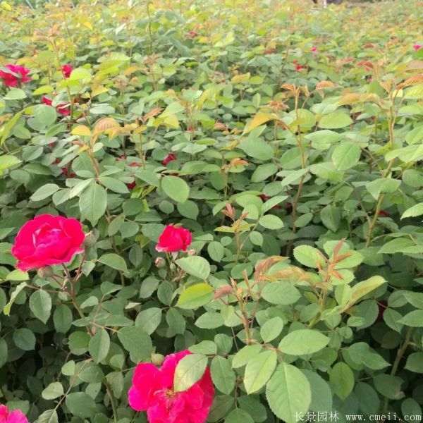 藤本薔薇圖片基地實拍