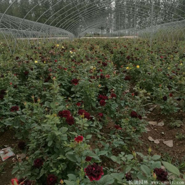 流星雨月季花圖片基地實拍