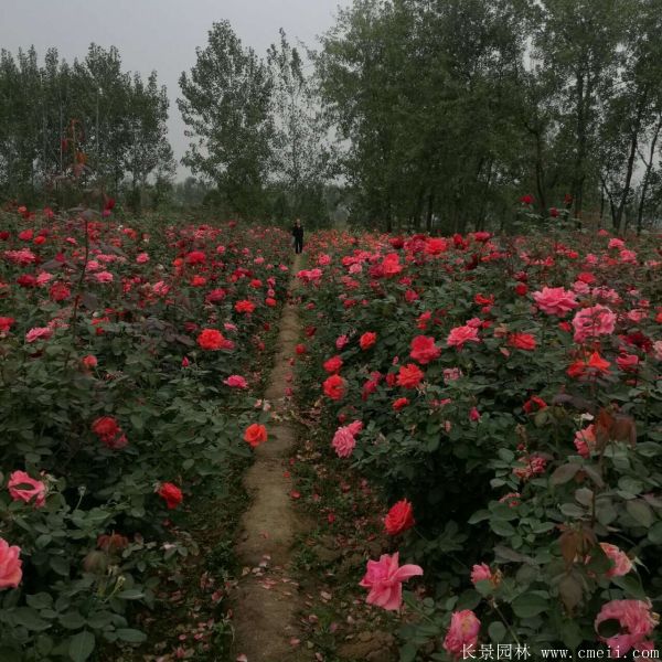 月季花圖片基地實(shí)拍