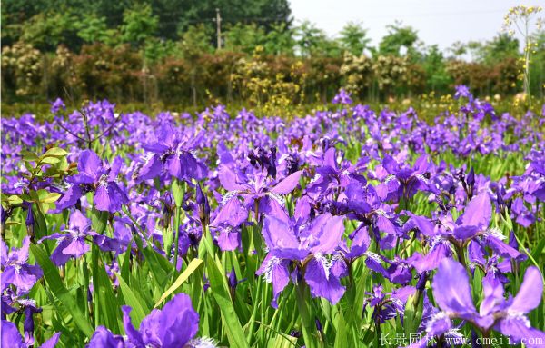 鳶尾草基地實拍圖片