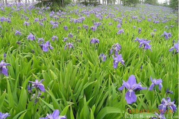 藍蝴蝶鳶尾基地實拍圖片