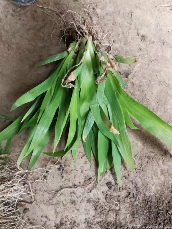 鳶尾草基地實拍圖片