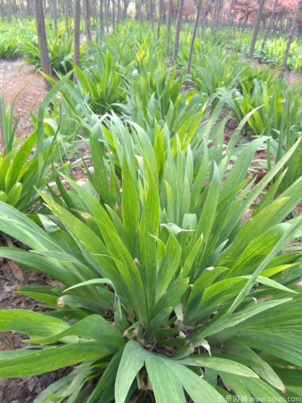 鳶尾草基地實拍圖片