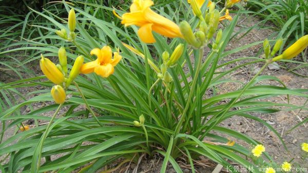 黃花萱草基地實拍圖片