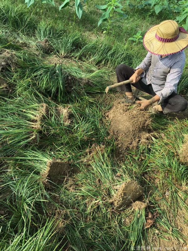 沿階草基地實拍圖片