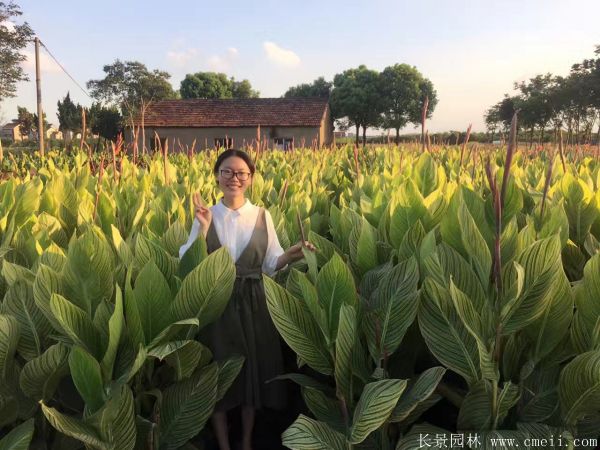 美人蕉圖片基地實(shí)拍