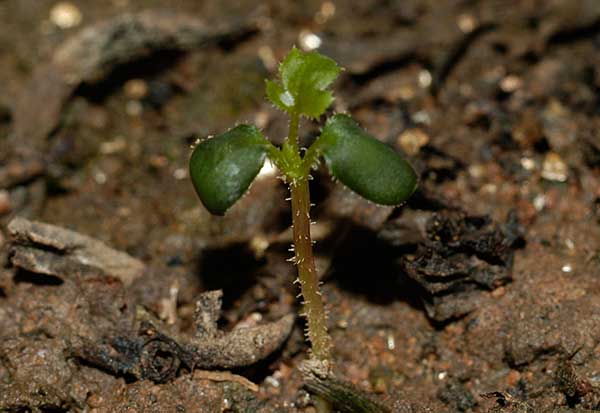 薔薇種子發(fā)芽出苗圖片