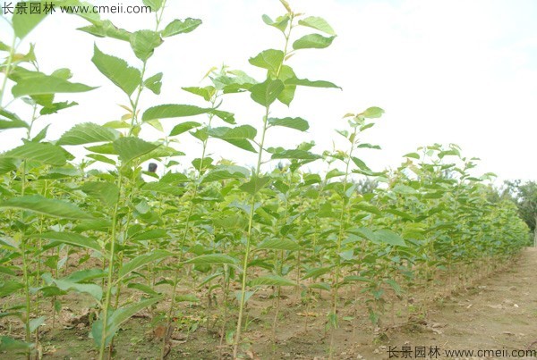 櫻花種子出苗發(fā)芽圖片