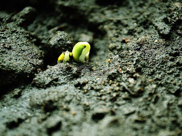 蘋果種子發(fā)芽出苗圖片