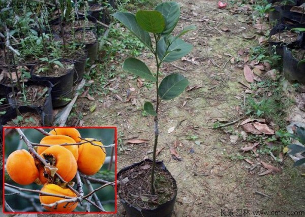 柿樹種子發芽出苗圖片