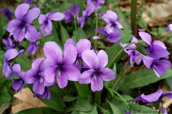 紫花地丁種子發(fā)芽出苗開花圖片