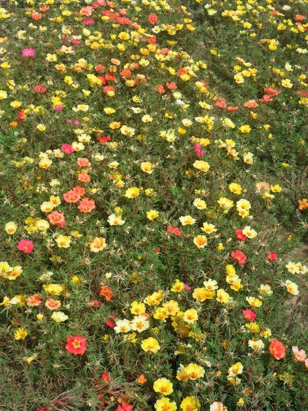 太陽(yáng)花種子發(fā)芽出苗開花圖片