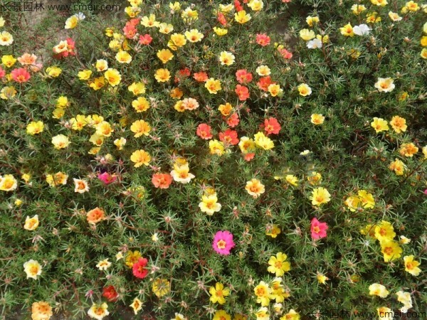 太陽(yáng)花種子發(fā)芽出苗開花圖片