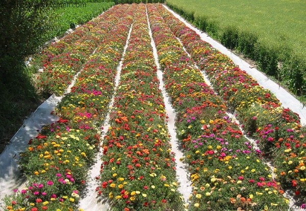 太陽(yáng)花種子發(fā)芽出苗開花圖片