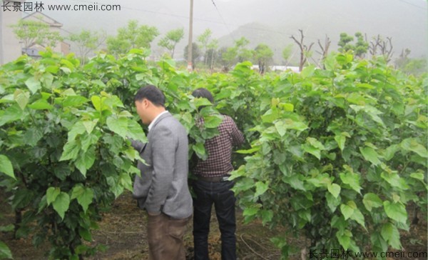 桑樹(shù)種子發(fā)芽出苗圖片