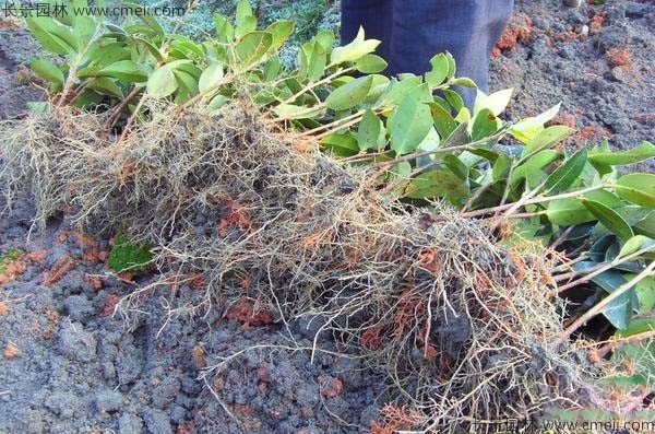 油茶種子發(fā)芽出苗圖片