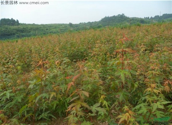 雞爪槭種子發芽出苗圖片