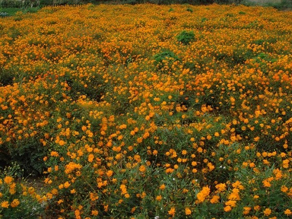 硫華菊種子發(fā)芽出苗圖片