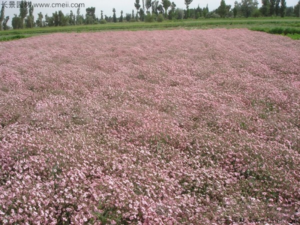 滿天星植物開花圖片