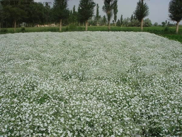 滿天星植物開(kāi)花圖片