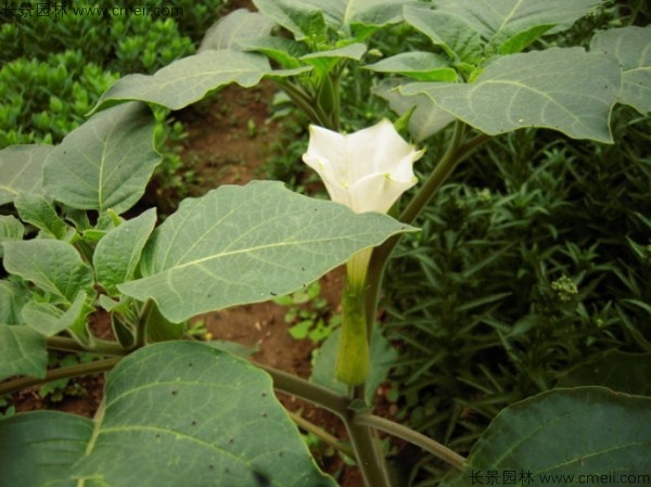 曼陀羅種子發(fā)芽出苗開(kāi)花圖片