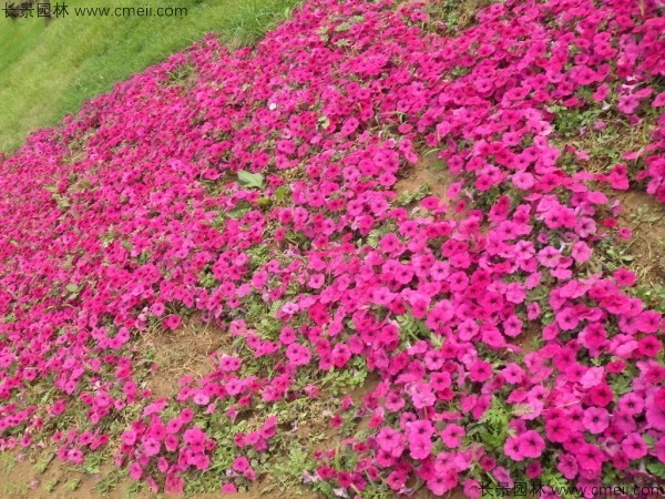 牽?；ǚN子發(fā)芽出苗開花圖片