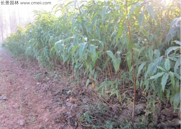 桃樹(shù)種子發(fā)芽出苗圖片