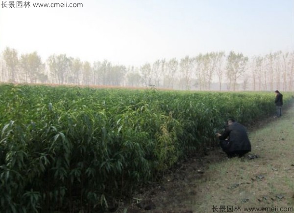 桃樹(shù)種子發(fā)芽出苗圖片