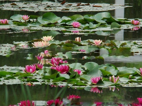 碗蓮開花圖片