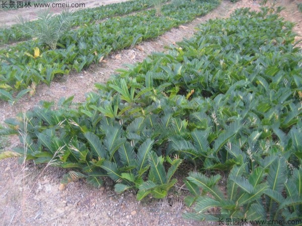 鐵樹(shù)種子發(fā)芽出苗圖片