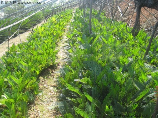 鐵樹(shù)種子發(fā)芽出苗圖片