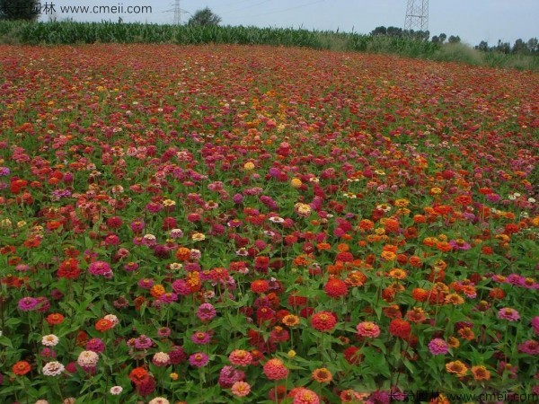 野花組合開花圖片