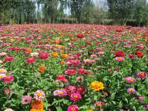 野花組合開花圖片