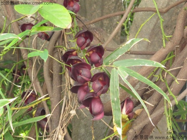 油麻藤開(kāi)花樹(shù)葉樹(shù)藤圖片