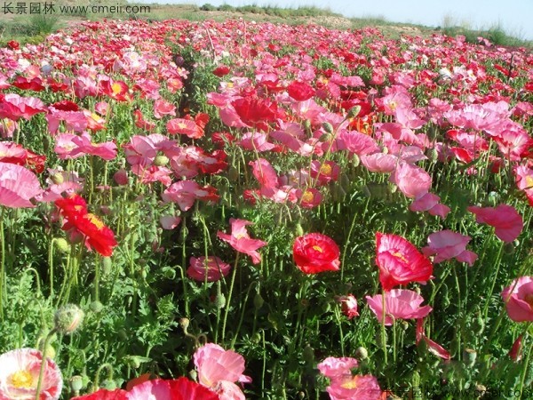 虞美人開(kāi)花圖片花海