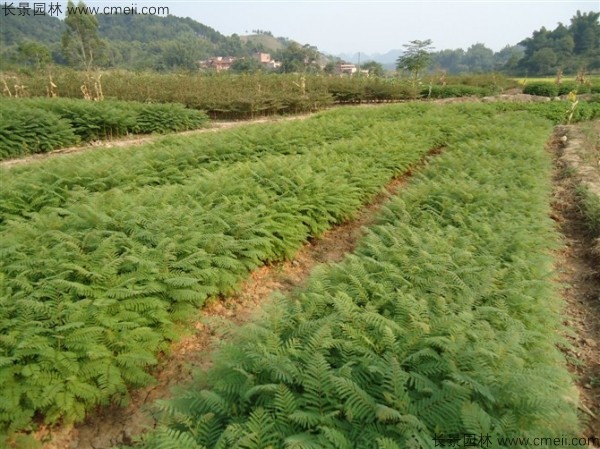 藍(lán)花楹種子發(fā)芽出苗圖片